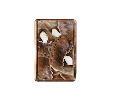 ATLAS MOTH FRIDGE MAGNET